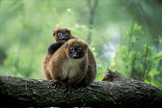 狐猴,成年,年轻,坐,马达加斯加