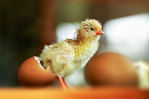 鸡,红原鸡,幼禽,孵化,早产儿保育器,德国,欧洲