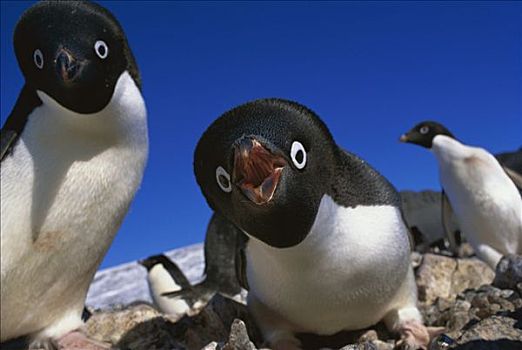 阿德利企鹅,警告,威胁,鸟,岛屿,南极