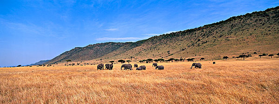 非洲象,牧群,热带草原,马赛马拉,肯尼亚