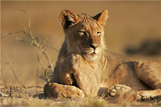 幼兽,非洲狮