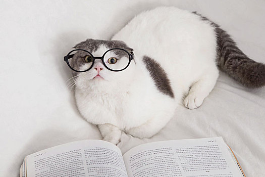 戴眼镜框的猫