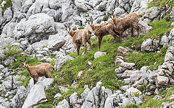 岩羚羊,臆羚,落基山脉,小动物,夏天,贝希特斯加登阿尔卑斯山,萨尔茨堡,奥地利,欧洲