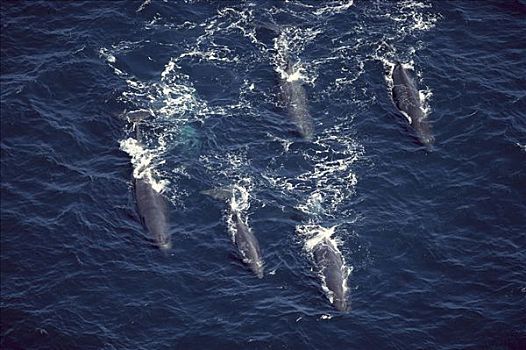 抹香鲸,航拍,新西兰