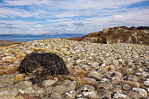 狗,睡觉,火山岩,山脊,小,岛,苏格兰