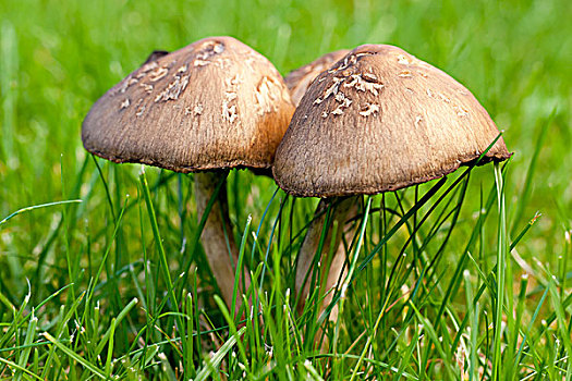鳞状,木蘑菇,丹麦,欧洲