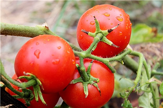 西红柿,灌木