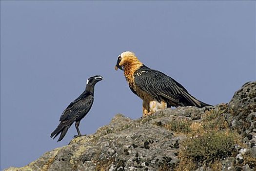 胡兀鹫,大乌鸦,凝视,山,国家公园,埃塞俄比亚