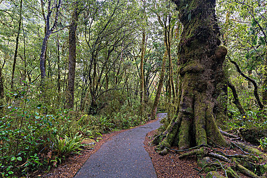 雷,溪流,秋天,走,树林,艾斯派林山国家公园,西海岸,区域,南岛,新西兰