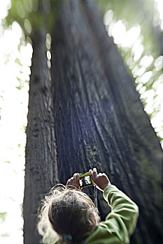 女孩,照相,高,红杉,红杉国家公园,加利福尼亚,美国