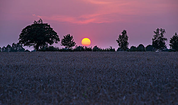 日落,树,地点,梅克伦堡前波莫瑞州,德国,欧洲