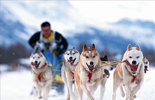 狗拉雪橇,哺乳动物,雪,哈士奇犬,跋涉,探险,假日,宠物,动物