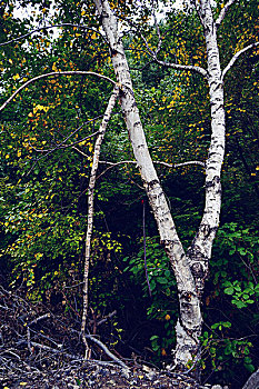 初秋的白桦林