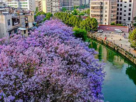 昆明蓝花楹