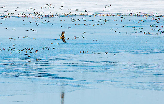春天鸟类迁徙时的兴凯湖白尾海雕袭击