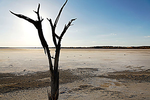 枯木,湖,盐湖,维多利亚,西澳大利亚,澳大利亚