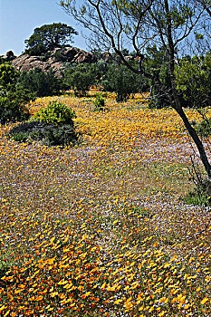 南非,纳马夸兰,雏菊,品种,地毯,沙,斜坡,大幅,尺寸