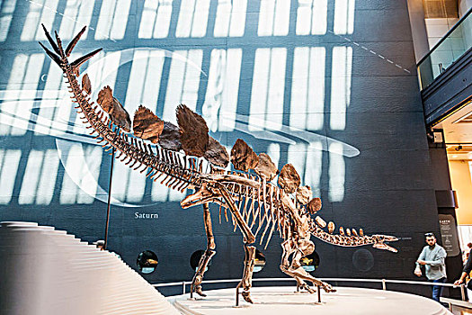 英格兰,伦敦,自然历史博物馆,展示,恐龙,化石,骨骼