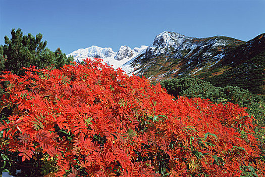 欧洲花楸,山