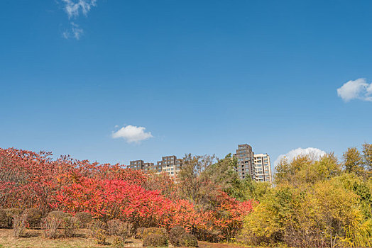 中国沈阳秋季城市建筑公园树林