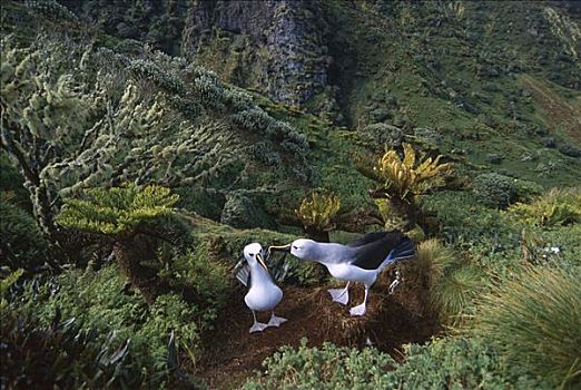 信天翁,信天翁属,一对,本土动植物,岛屿,戈夫岛,南大西洋