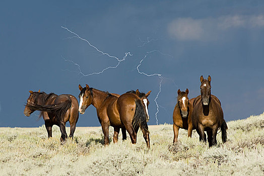 牧群,种马,正面,雷雨天气,闪电,怀俄明,美国,北美
