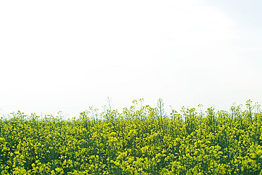 地点,油菜