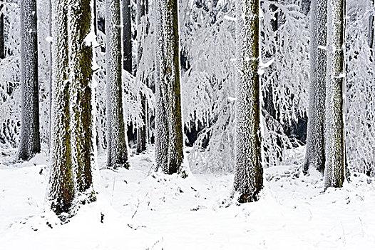 积雪,针叶林,瑞士,欧洲