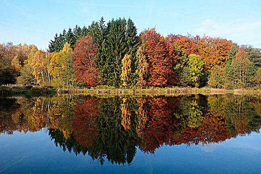 树,秋天,彩色,反射,湖,瑞典,欧洲