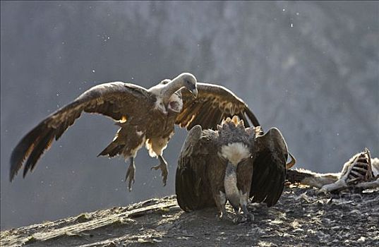 粗毛秃鹫,兀鹫,吃,独特,降落,比利牛斯山脉,西班牙