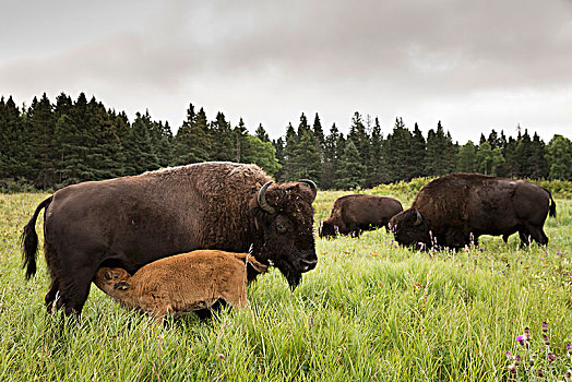 野牛,幼兽,吸吮,山,国家公园,加拿大