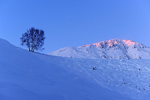 夕阳染红的雪山与白桦树