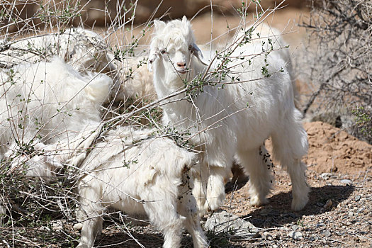 新疆博州可爱的小山羊