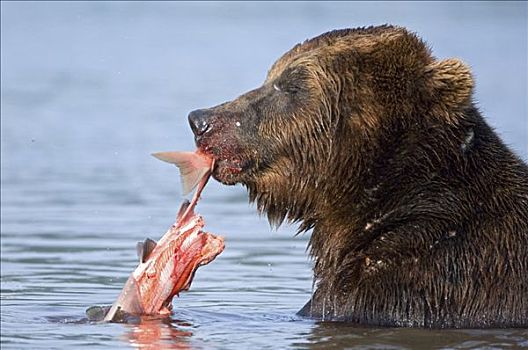 棕熊,三文鱼,堪察加半岛,俄罗斯
