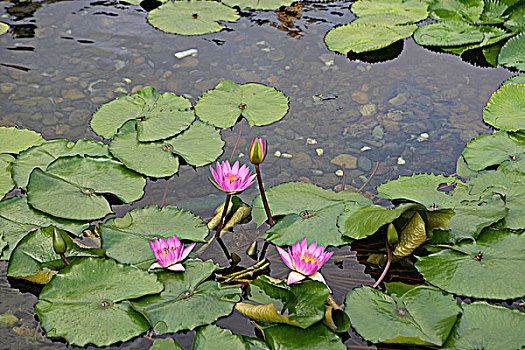 莲花池,女修道院,山,香港