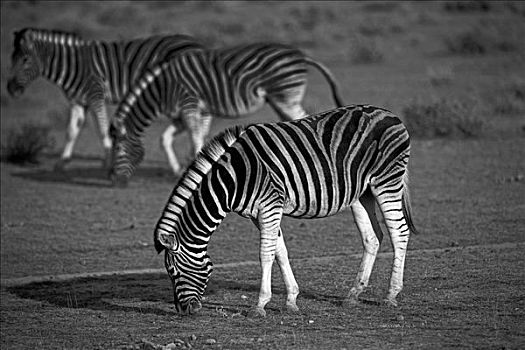 纳米比亚,埃托沙国家公园,布契尔斑马,马,斑马,放牧,盐磐,北方,局部