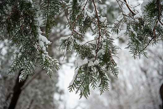 雪后