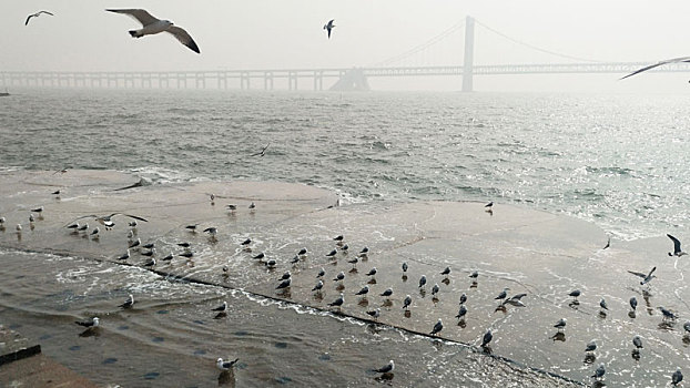 海滩海鸥海鸟