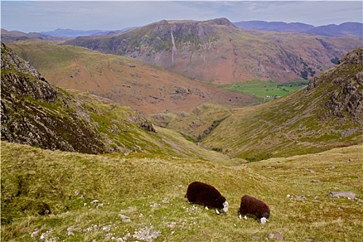 绵羊,放牧,湖区,英格兰