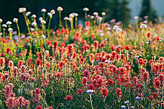 高山,野花,高地,不列颠哥伦比亚省,加拿大