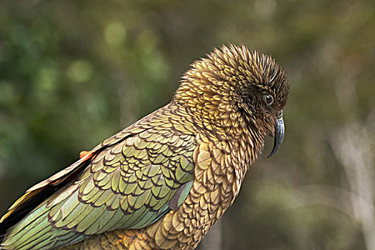 食肉鹦鹉,新西兰,啄羊鹦鹉,南岛