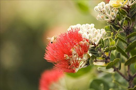 夏威夷,毛伊岛,特写,蜜蜂,降落,红色,桃金娘花,花