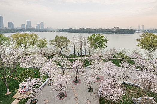 樱花,盛开,南京,玄武湖公园