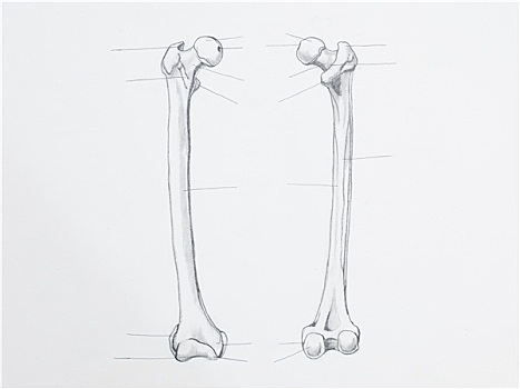 骨的构造画图图片
