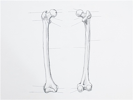 特写,股骨,骨头,铅笔画,白色背景,纸