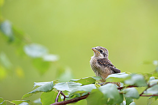 一只站立枝头的伯劳幼鸟