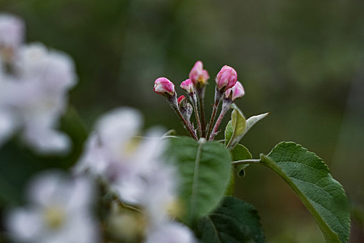 苹果花开