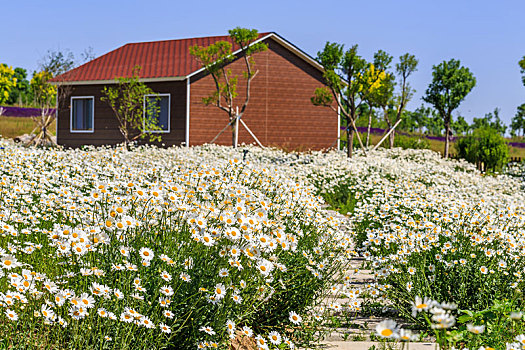 夏初盛开的成片的白色雏菊花田,于山东省安丘市齐鲁酒地景区