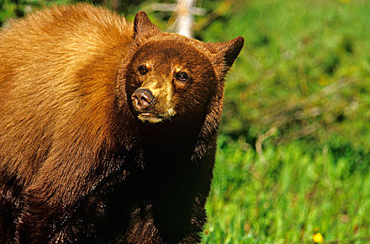 幼小,黑熊,瓦特顿湖国家公园,艾伯塔省,加拿大