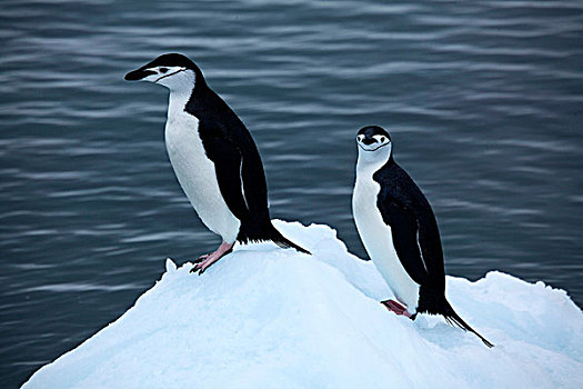 帽带企鹅,冰山,湾,南极